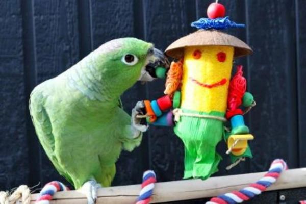 5 best Bird Toys For Kids